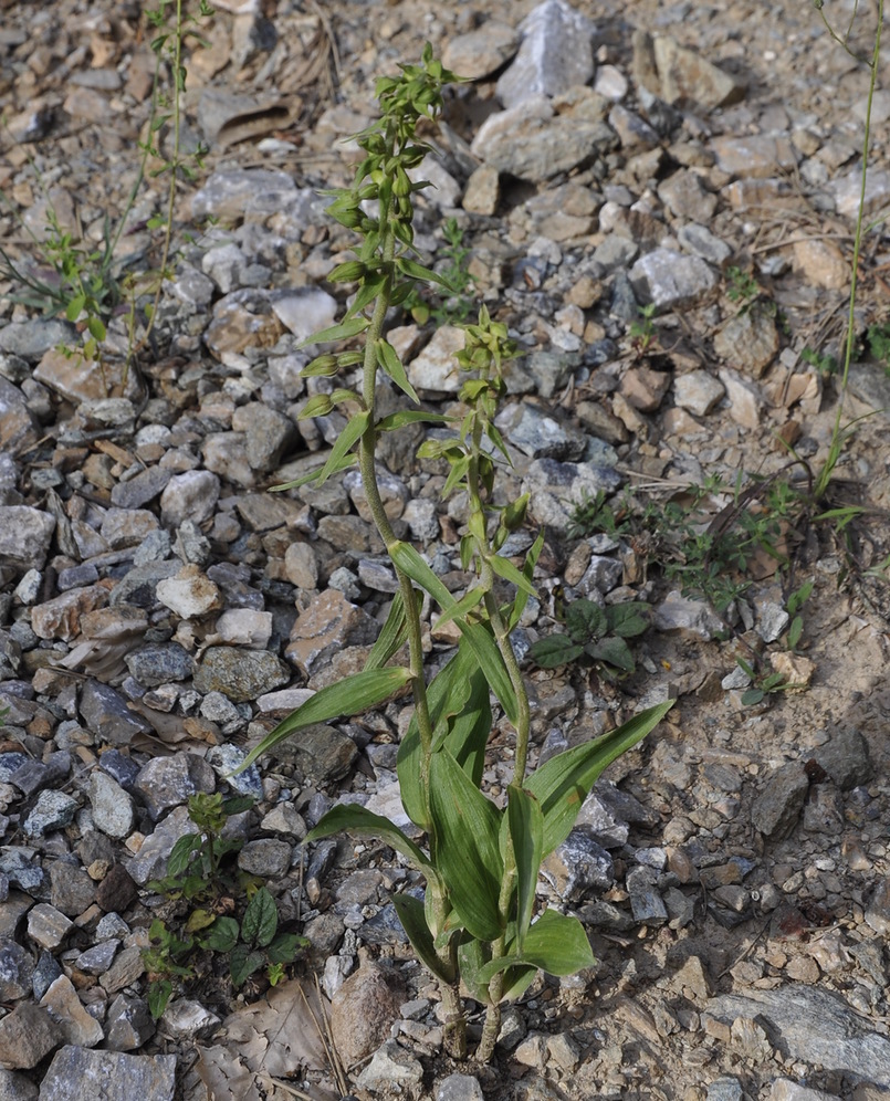 Изображение особи Epipactis helleborine ssp. degenii.