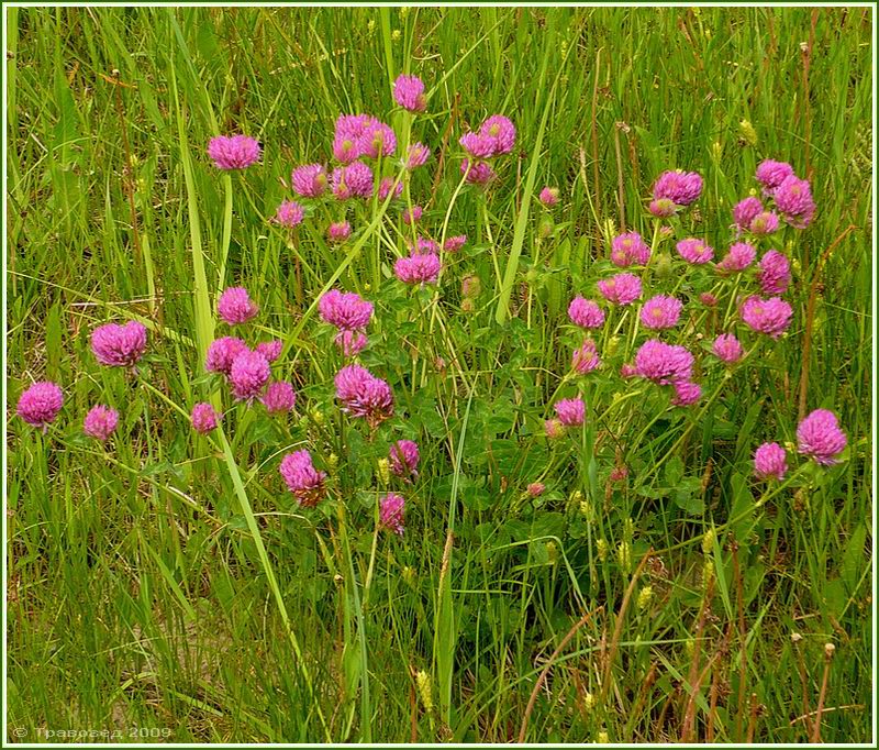 Изображение особи Trifolium pratense.