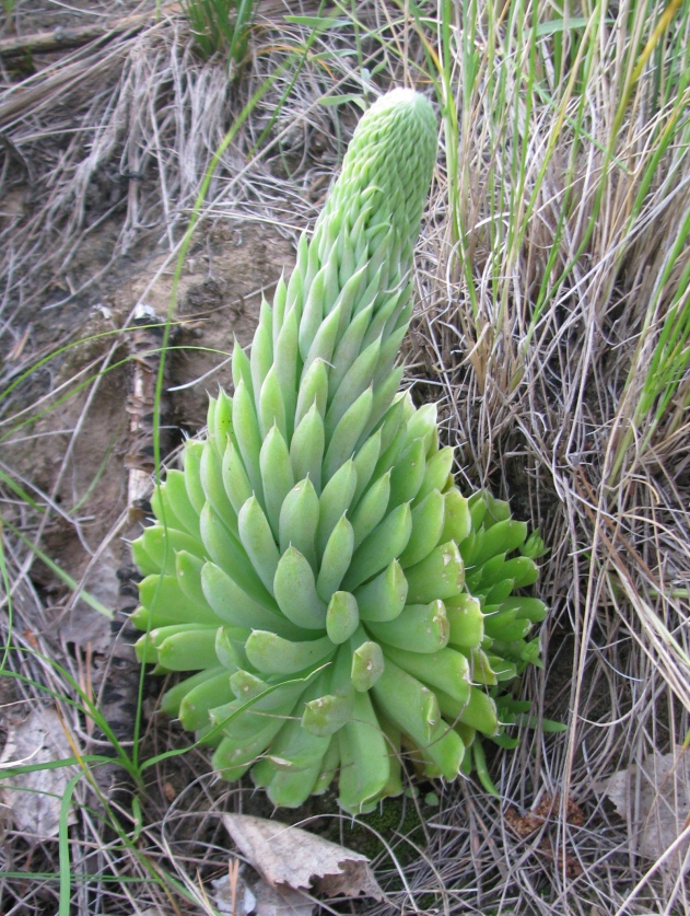 Изображение особи Orostachys spinosa.