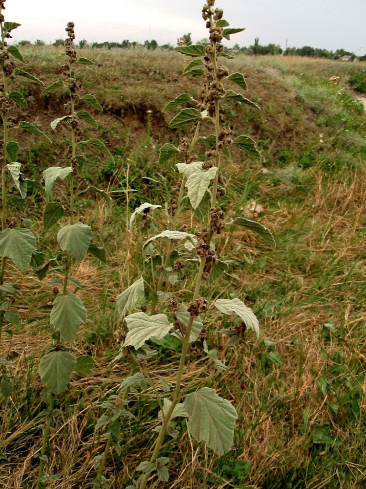 Image of Althaea officinalis specimen.