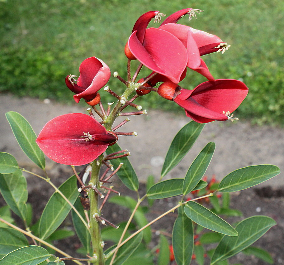 Изображение особи Erythrina crista-galli.