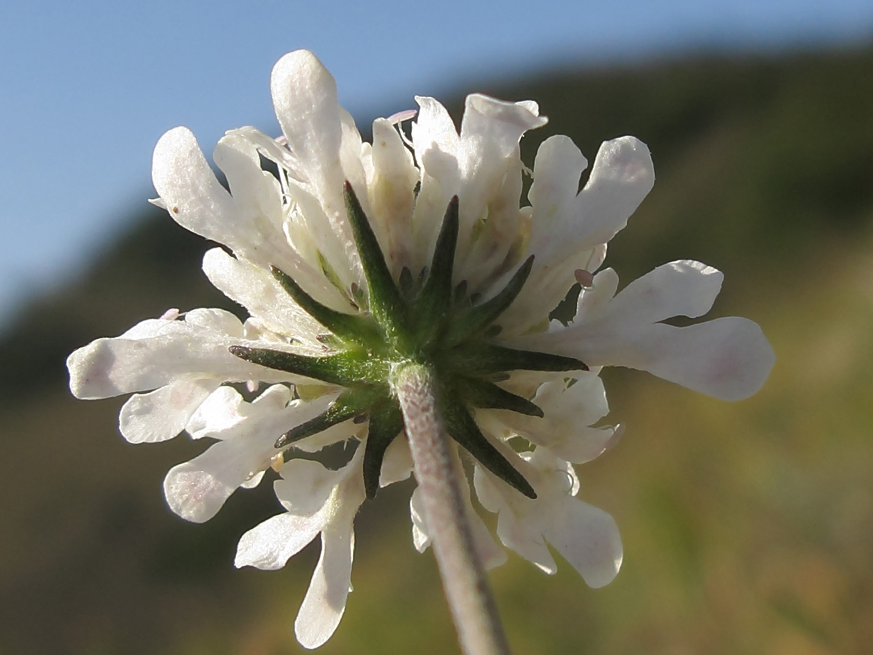 Image of Scabiosa bipinnata specimen.