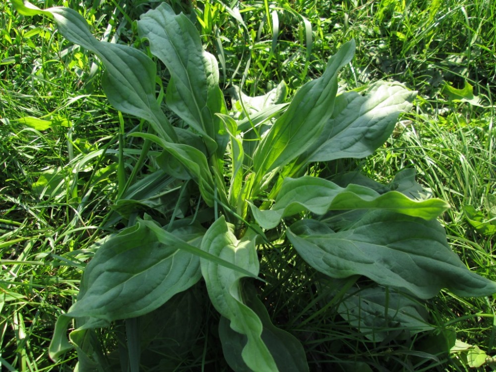 Image of Cynoglossum officinale specimen.