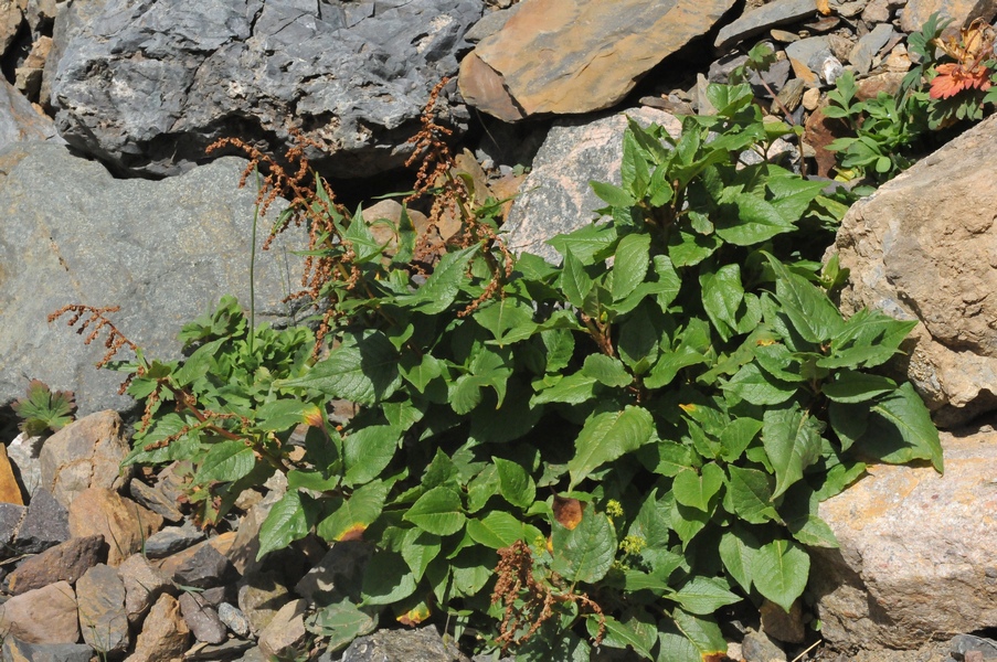 Image of Aconogonon songaricum specimen.