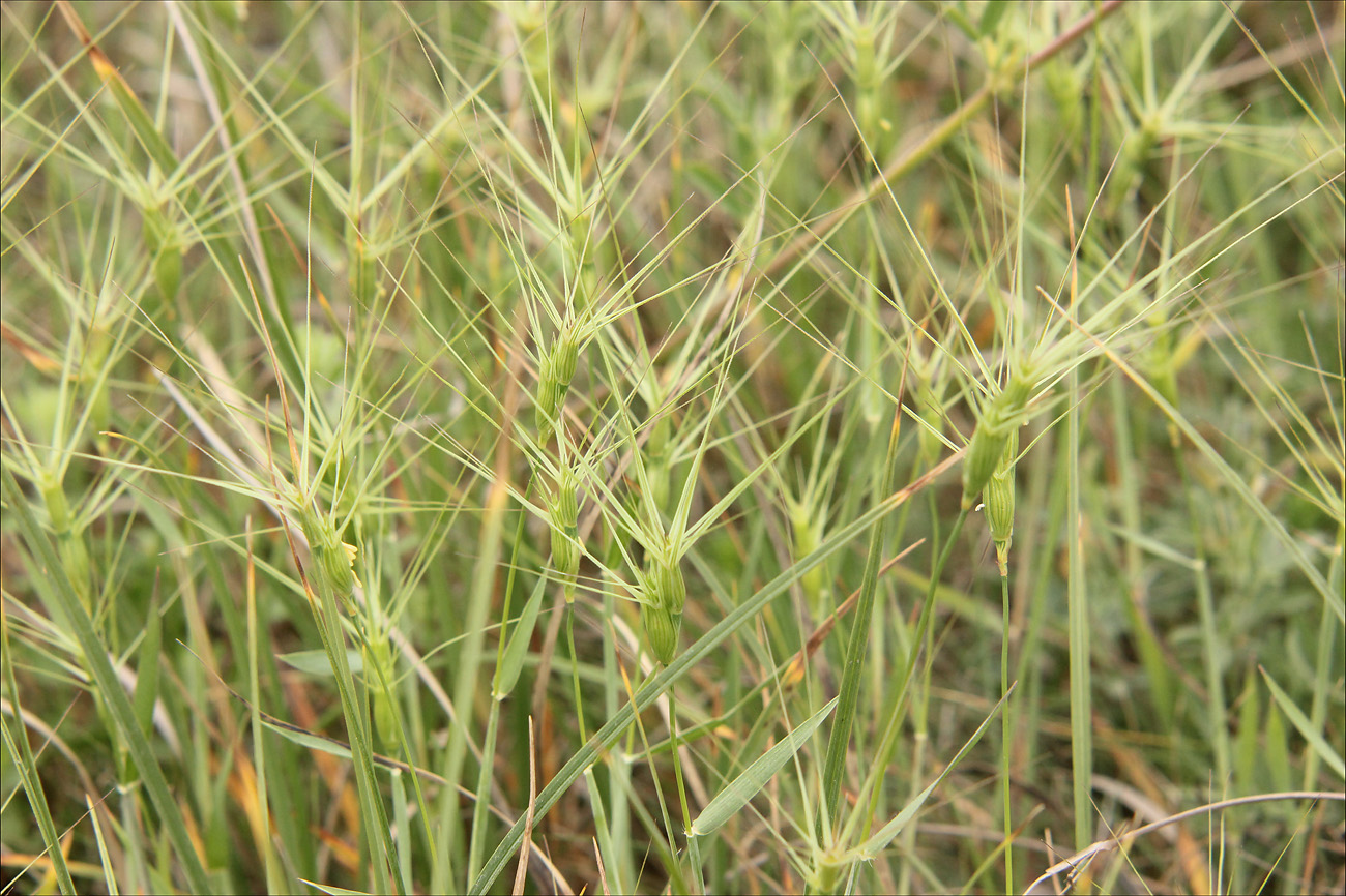 Изображение особи Aegilops biuncialis.