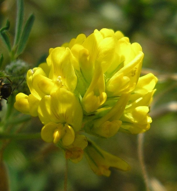 Image of Medicago falcata specimen.