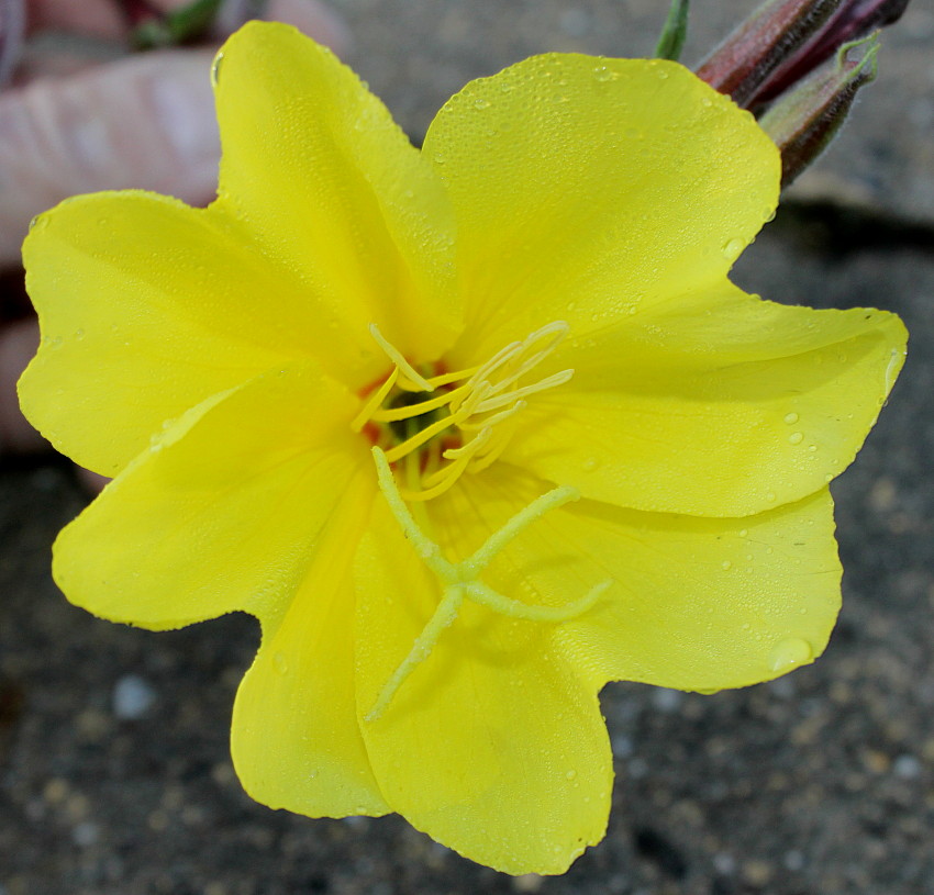 Image of Oenothera argillicola specimen.