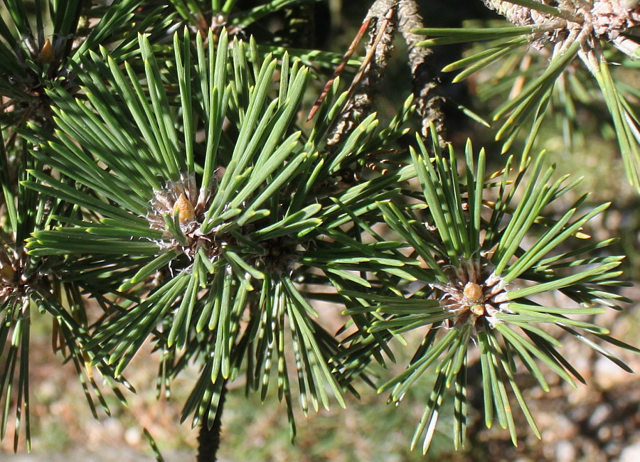 Изображение особи Pinus thunbergii.