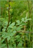 Thalictrum simplex