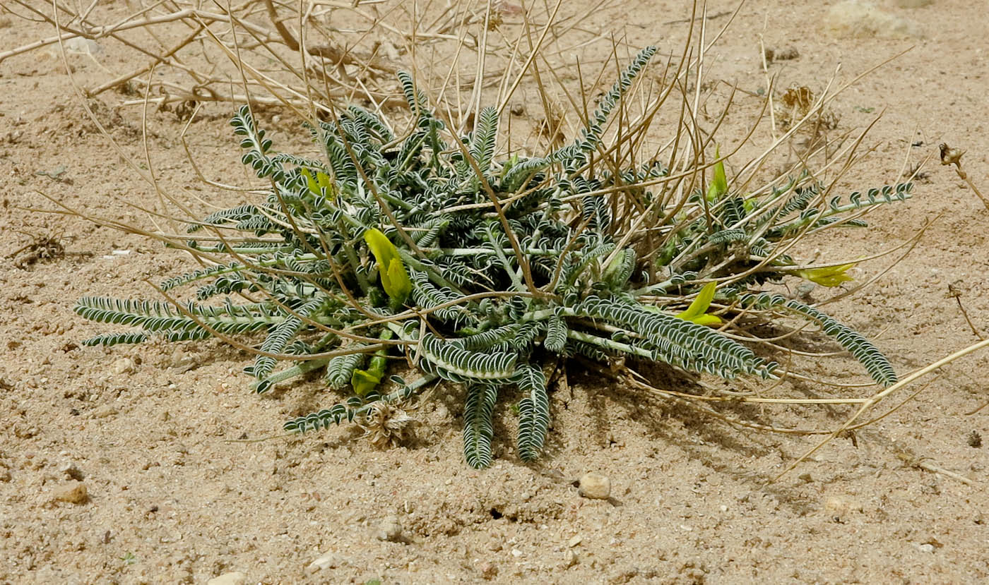 Изображение особи Astragalus sieberi.