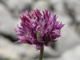 Allium nathaliae