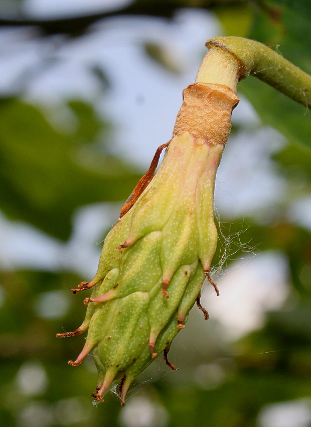 Image of Magnolia sieboldii specimen.