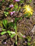 Taraxacum nivale. Цветущее растение (слева - цветущая филлодоце). Кольский п-ов, Восточный Мурман, окр. пос. Дальние Зеленцы, берег озера, под скалой на холодном северном берегу. 10.07.2014.