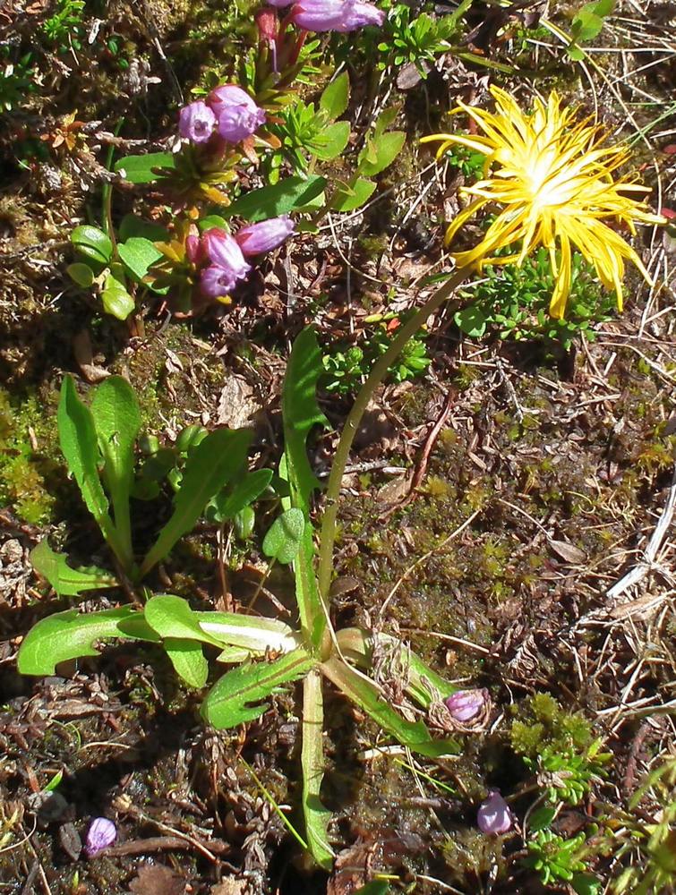 Image of Taraxacum nivale specimen.