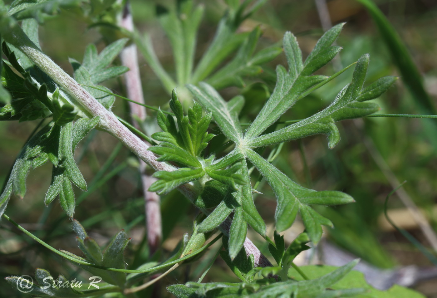 Image of Potentilla argentea specimen.