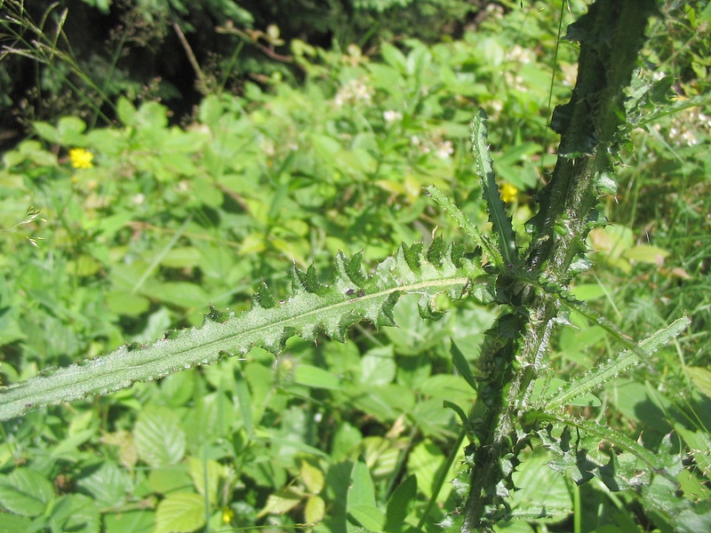 Image of Cirsium palustre specimen.