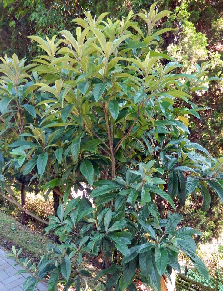 Image of Eriobotrya japonica specimen.