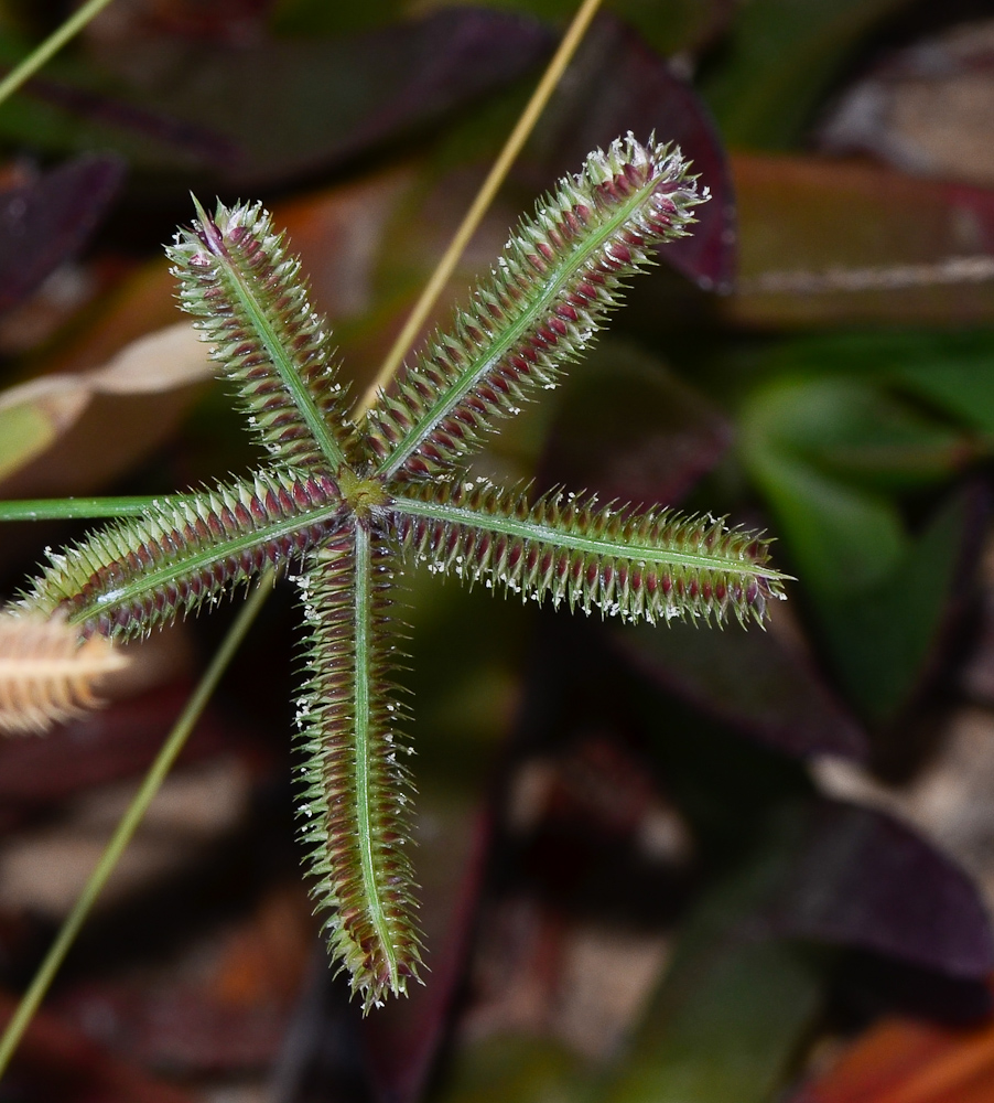 Изображение особи Dactyloctenium aegyptium.