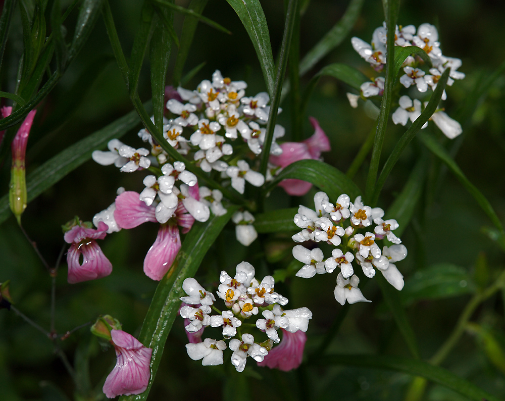 Image of Iberis umbellata specimen.