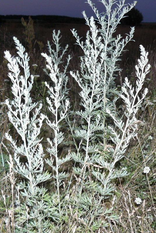 Изображение особи Artemisia absinthium.