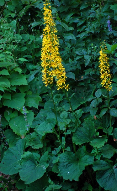 Image of Ligularia fischeri specimen.