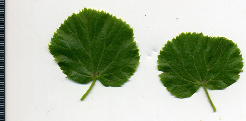 Image of Tilia cordifolia specimen.