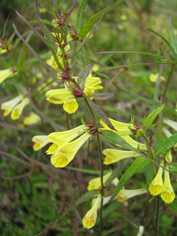 Изображение особи Melampyrum pratense.