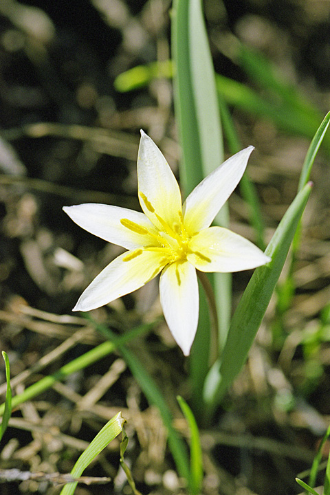 Image of Tulipa dasystemonoides specimen.