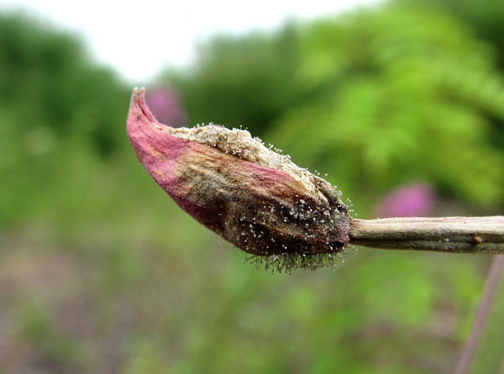 Image of Chamaenerion angustifolium specimen.