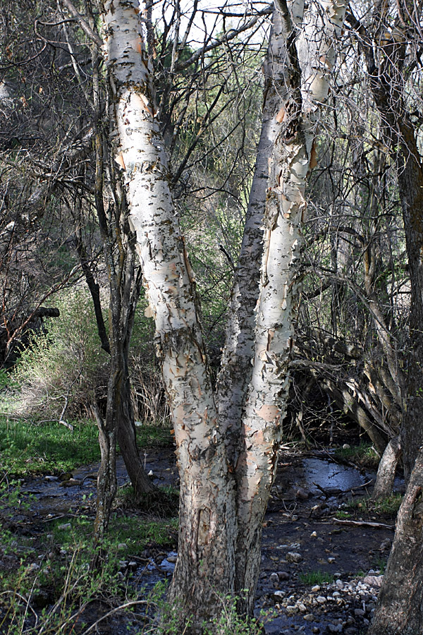 Изображение особи Betula tianschanica.