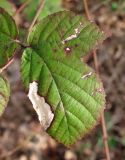 Rubus sanctus. Листочек с поражениями грибом Sphaerulina westendorpii Verkley, Quaedvlieg & Crous (=Septoria rubi Westend.). Краснодарский край, Сочи, окр. Адлера, рудеральное место. 16.02.2015.