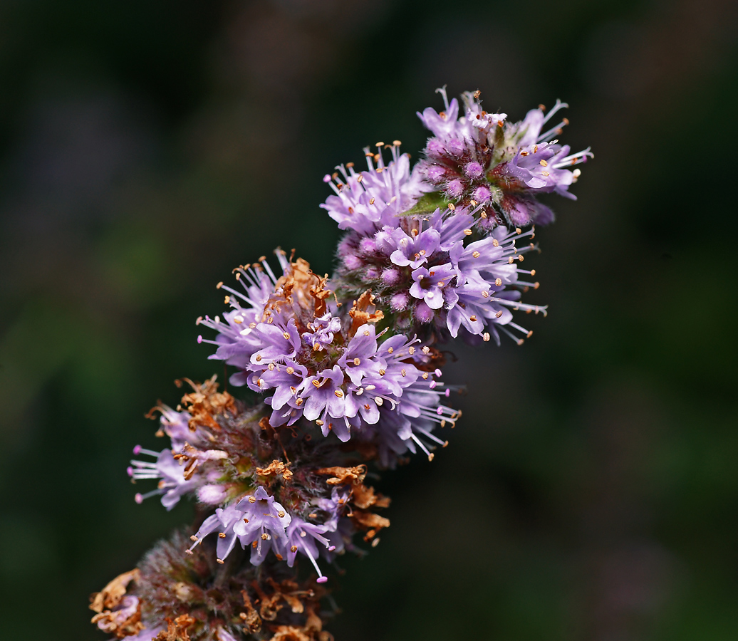 Image of Mentha &times; dalmatica specimen.