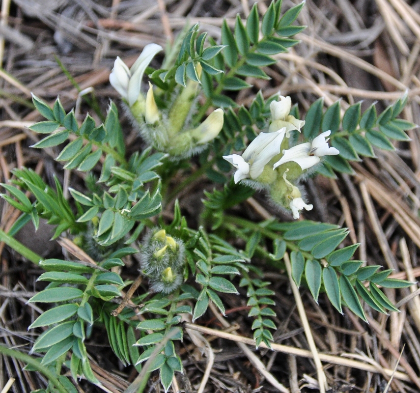 Изображение особи Oxytropis caespitosa.