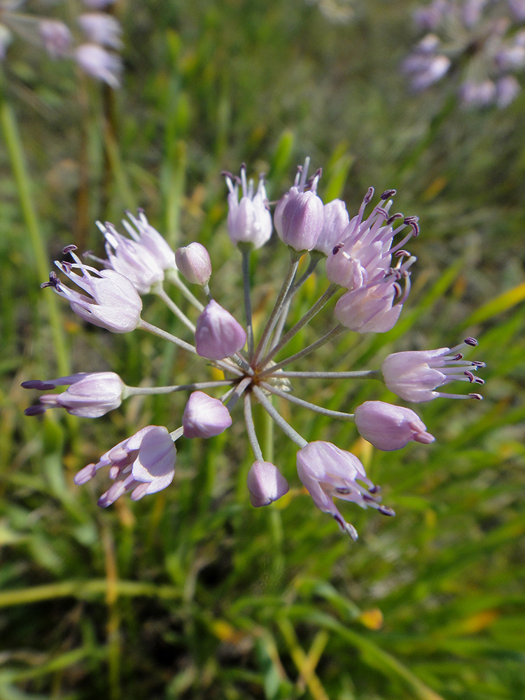 Image of Allium senescens specimen.