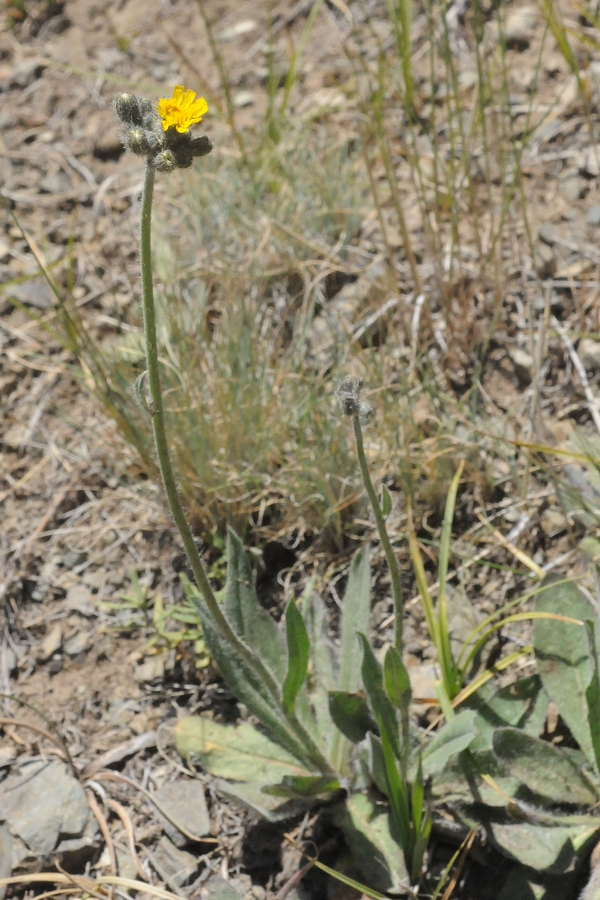 Image of Pilosella dublitzkii specimen.