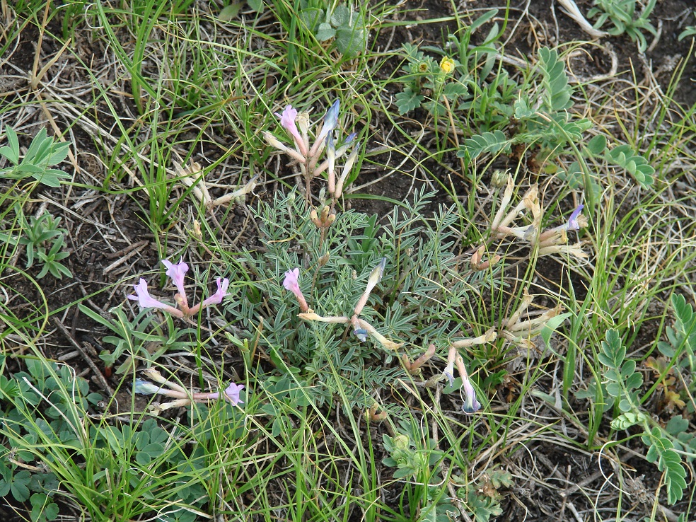 Image of Astragalus angarensis specimen.