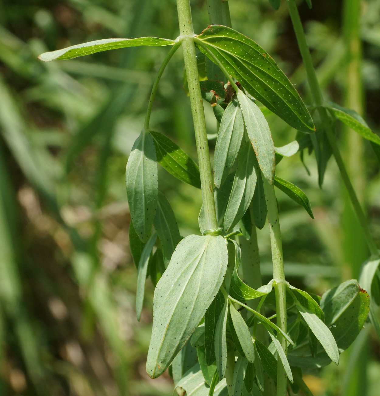 Image of Hypericum perforatum specimen.