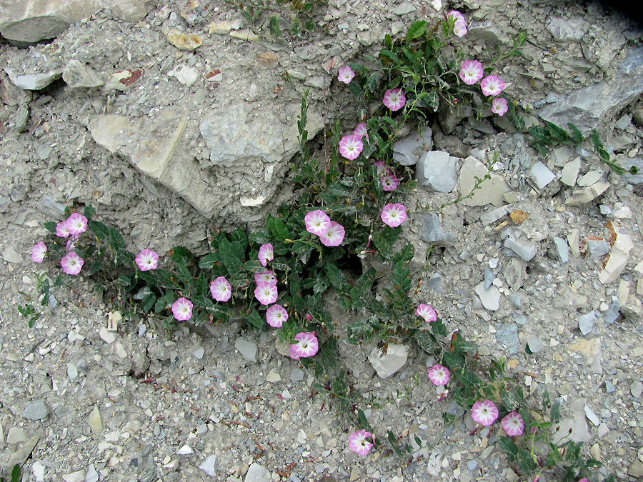 Image of Convolvulus arvensis specimen.