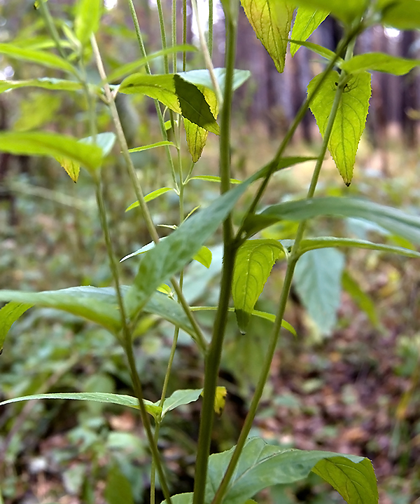 Image of Epilobium adenocaulon specimen.