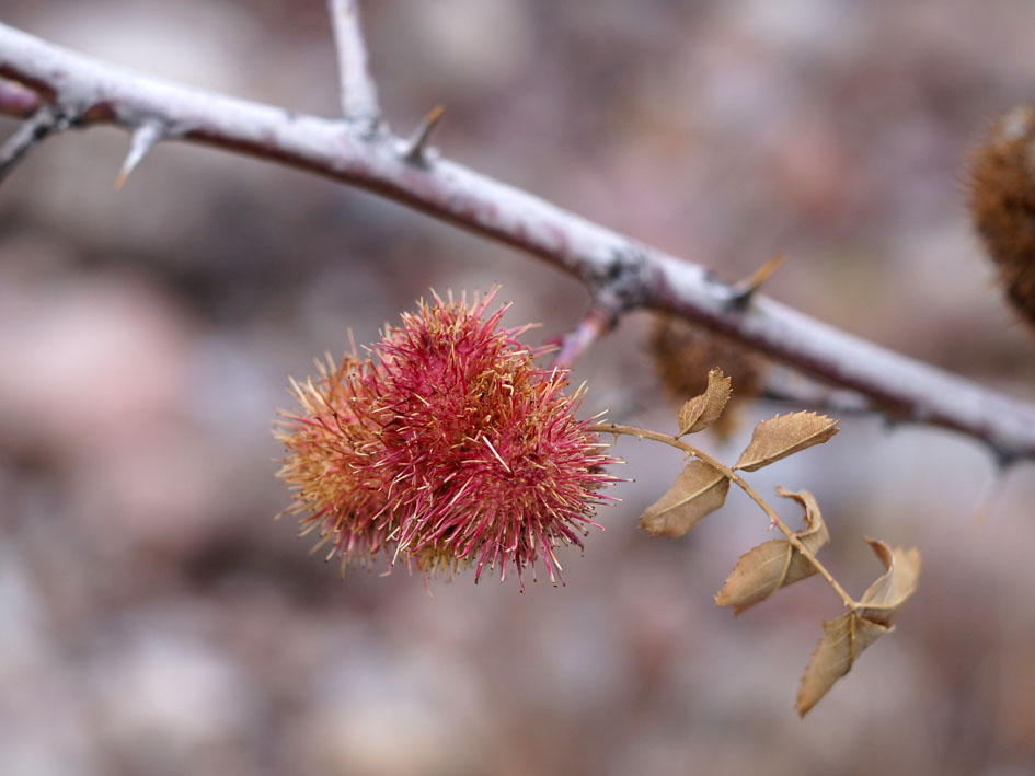 Image of genus Rosa specimen.