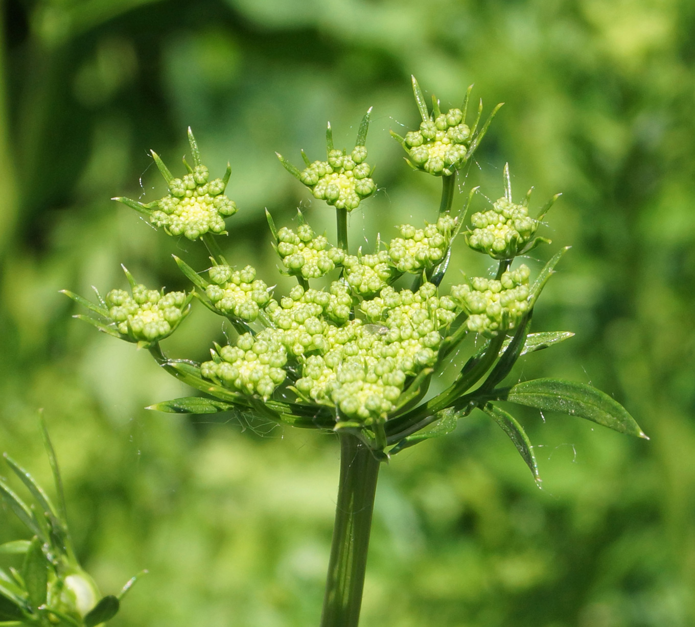 Изображение особи Petroselinum crispum.