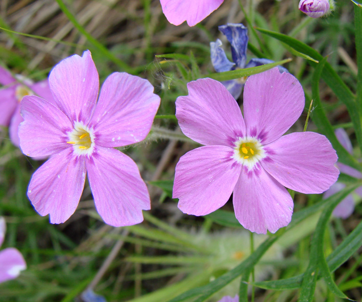 Image of Phlox sibirica specimen.