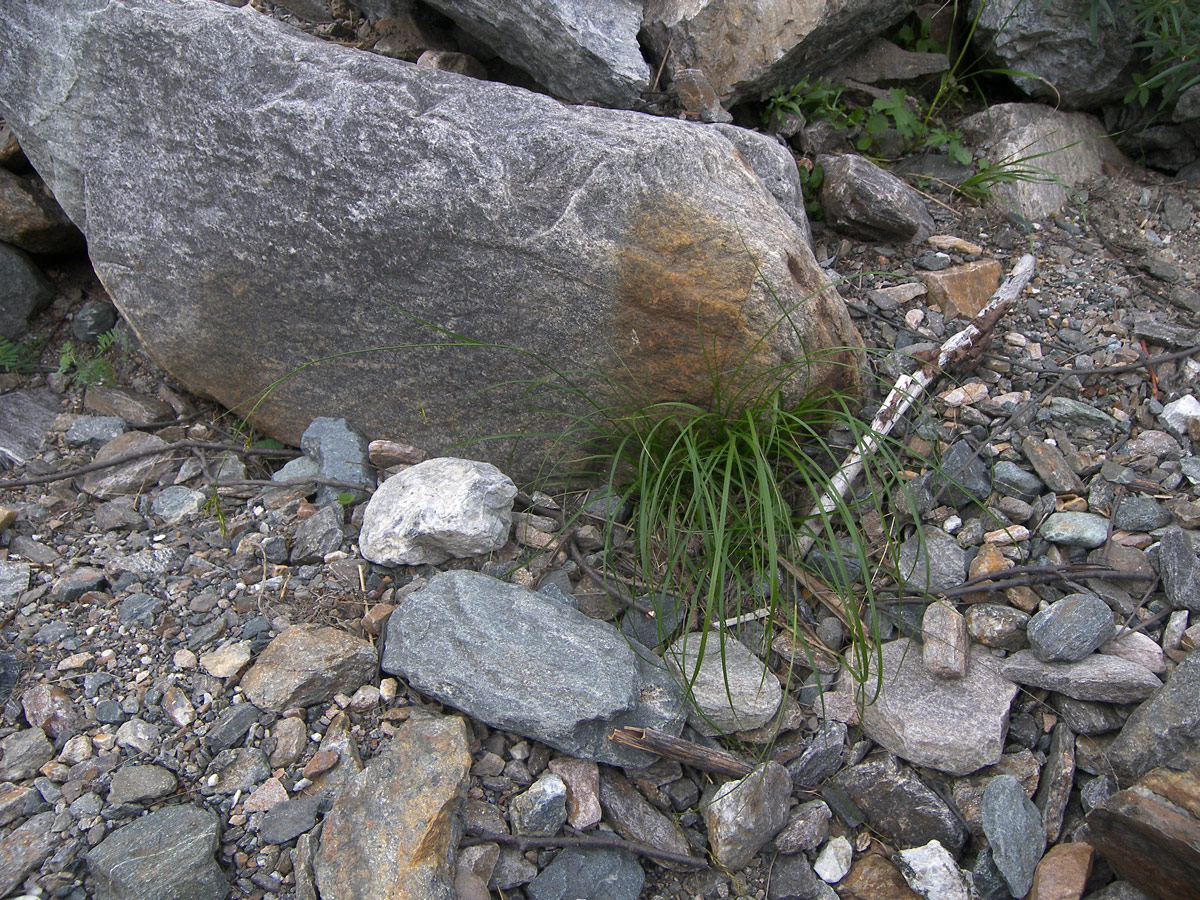 Image of genus Carex specimen.