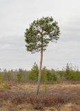 Pinus sylvestris