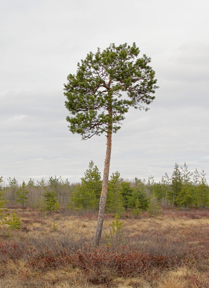 Изображение особи Pinus sylvestris.