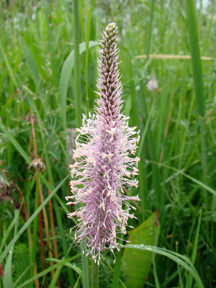 Image of Plantago media specimen.