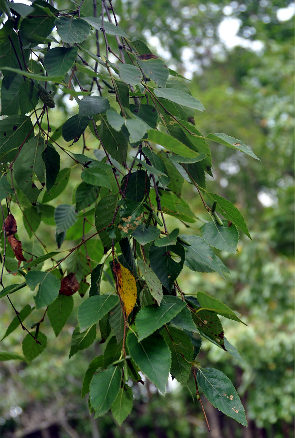 Изображение особи Betula dauurica.