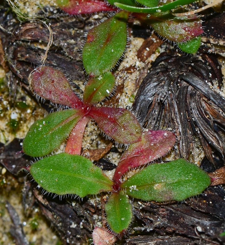 Image of Limonium sinuatum specimen.