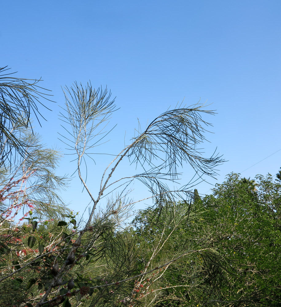 Изображение особи Hakea orthorrhyncha.