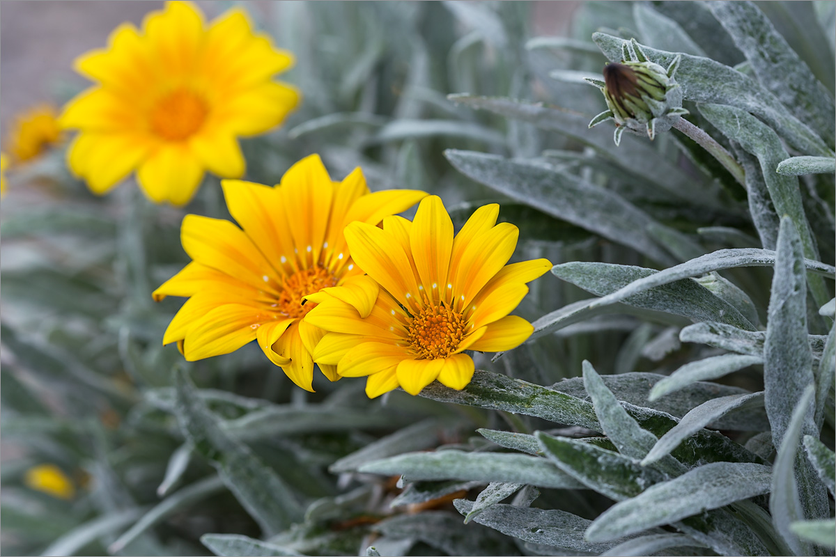 Image of Gazania rigens var. leucolaena specimen.